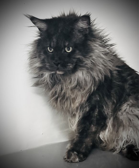 Мальчик мейн кун, черный