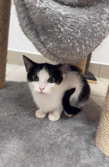 Auron - spokojny, czarno-biały kot szuka kochającego domu!