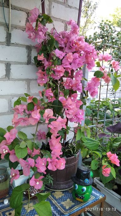 Продаю бугенвиллии