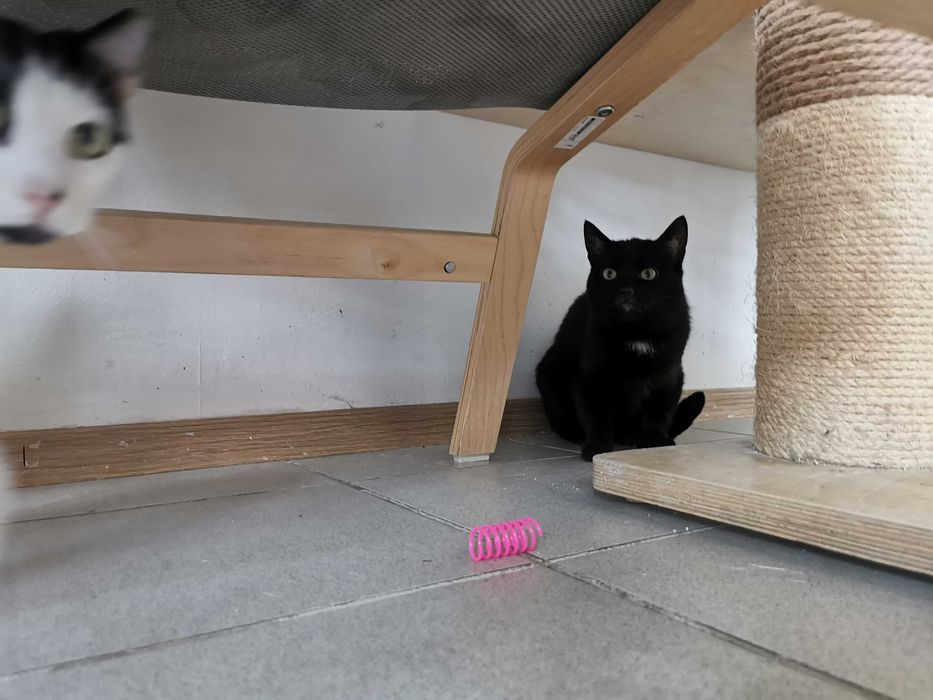 Urocza koteczka Huba