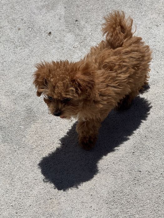 Menina Caniche Toy Vermelha