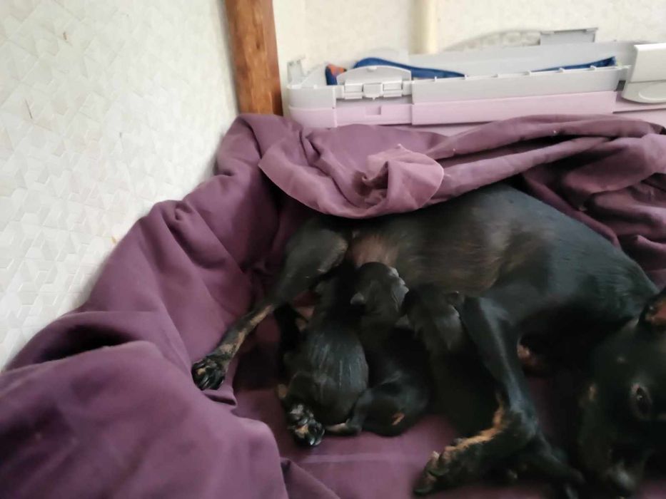 Мини той терьерчики