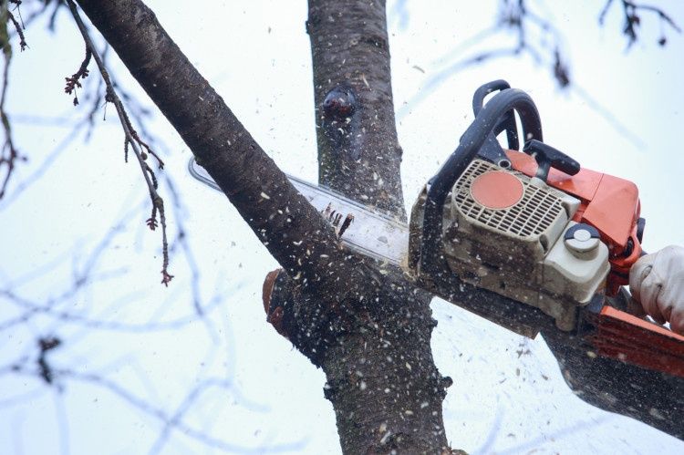 Wycinka, przycinka drzew, krzewów.Rębak gałezi Pielegnacja konsrwacja