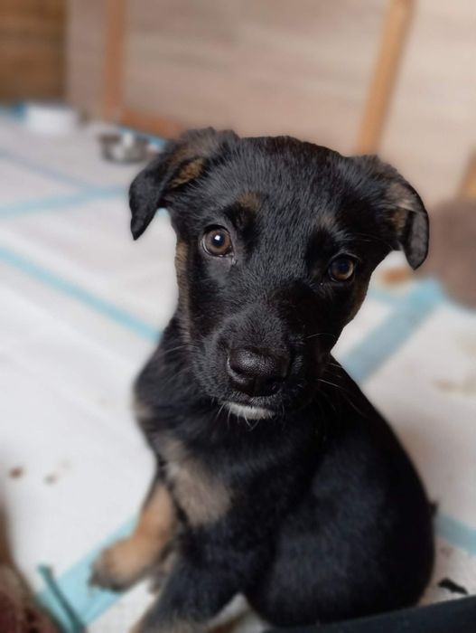 Maleńka Hope prosi o domek