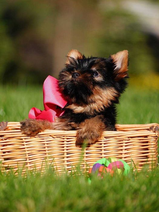 Ваш найкращий друг – цуценя йорка з серцем, повним любові