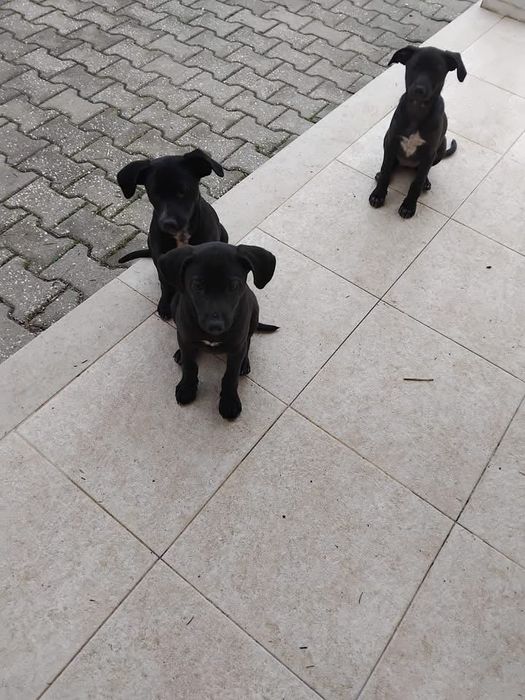 Cachorrinhos 2 meses e meio muito meigos adoção responsável