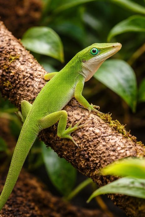 Anolis zielony – idealny do terrarium pionowego | młody osobnik