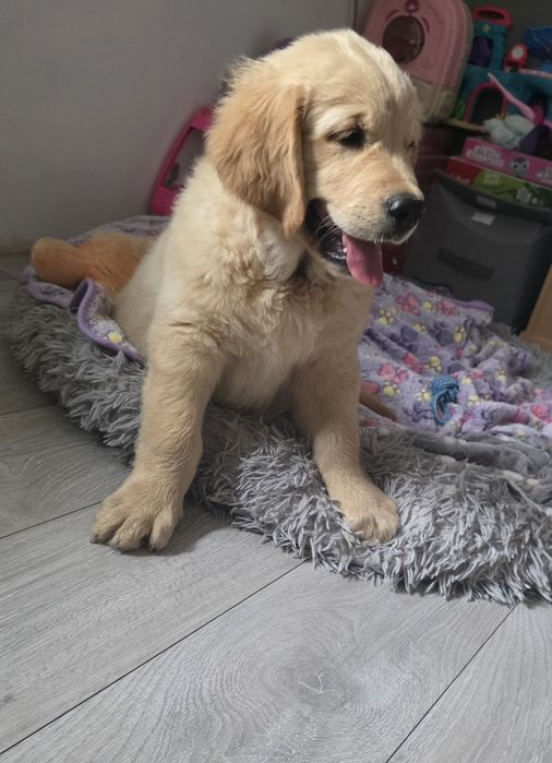Golden Retriever ZKwP/FCI