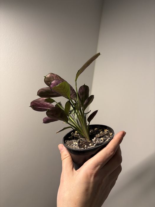 Ctenanthe Burle-marxii