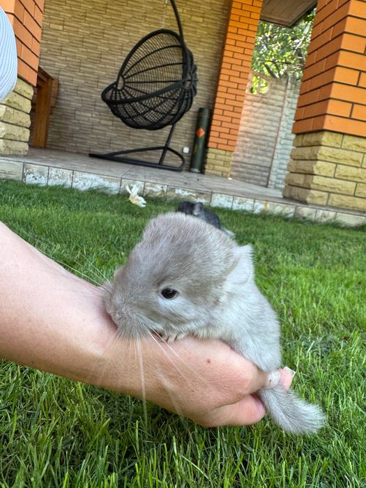 Пухнасті гризуни.