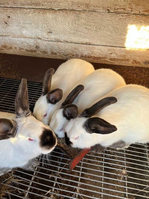 Кролі каліфорнія