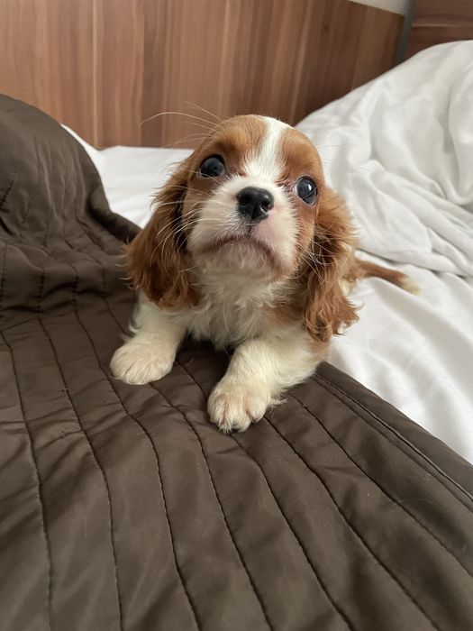 Cavalier King Charles