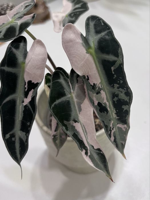 Алоказія pink bambino variegata