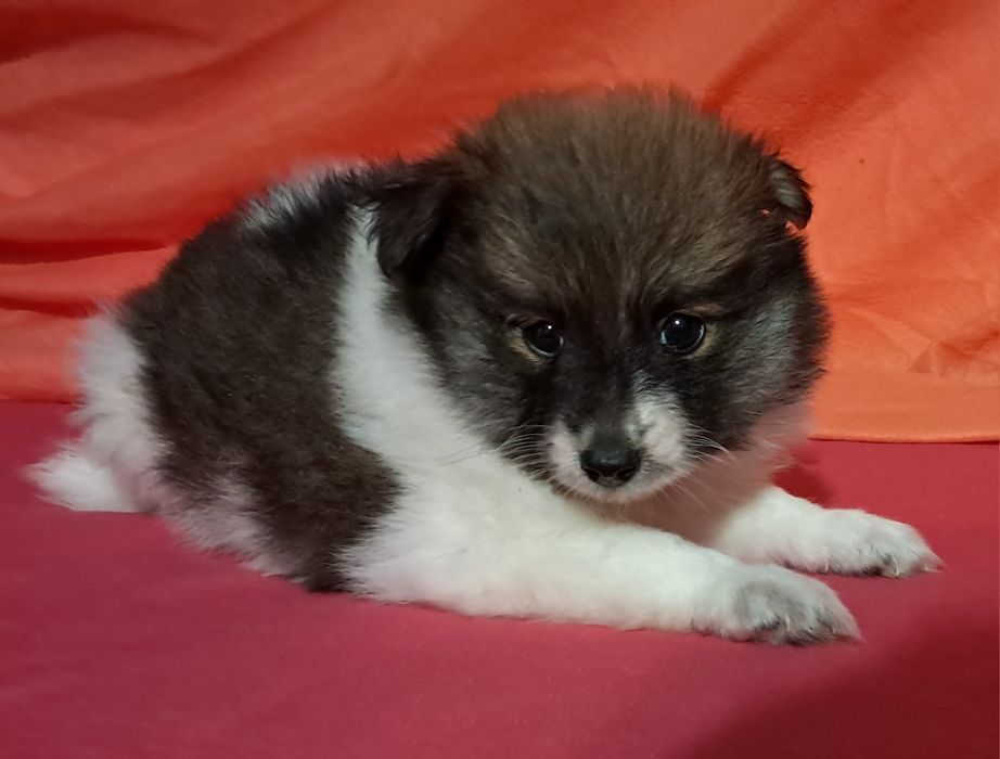 Spitz alemão anão [ lulu da promerania]