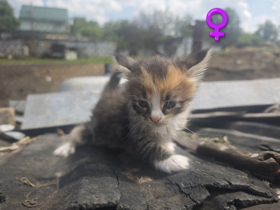 Кошенята в добрі руки