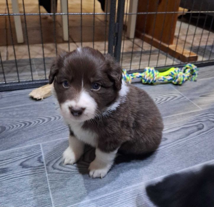 Suczka Border Collie czekoladowa ZKWP/FCI