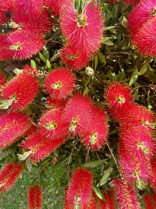 Dou 2 arvores de jardim a quem vier buscar e arrancar