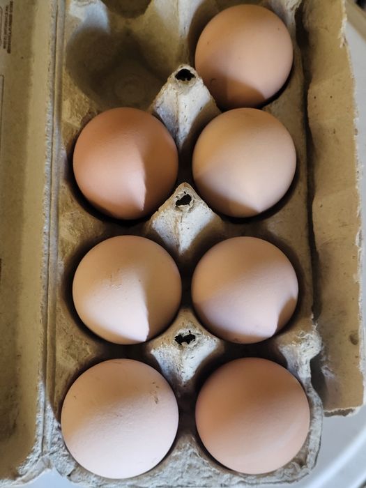 Jaja lęgowe AUSTRALORP.