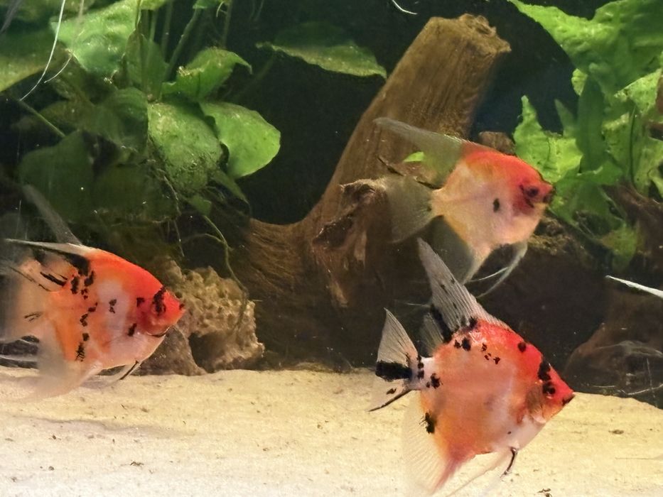 Skalary red devil