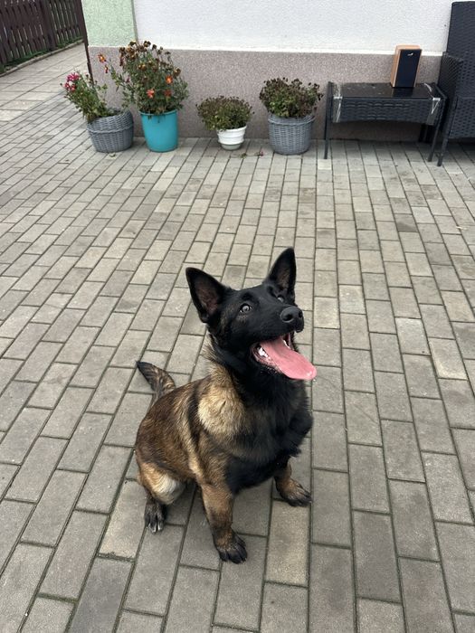 Бельгійська вівчарка «Малінуа»