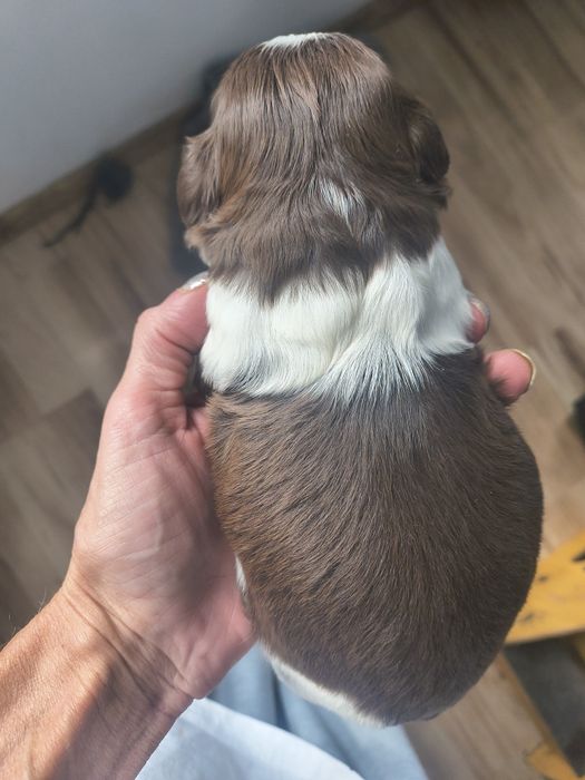 Chłopiec shihtzu z rodowodem