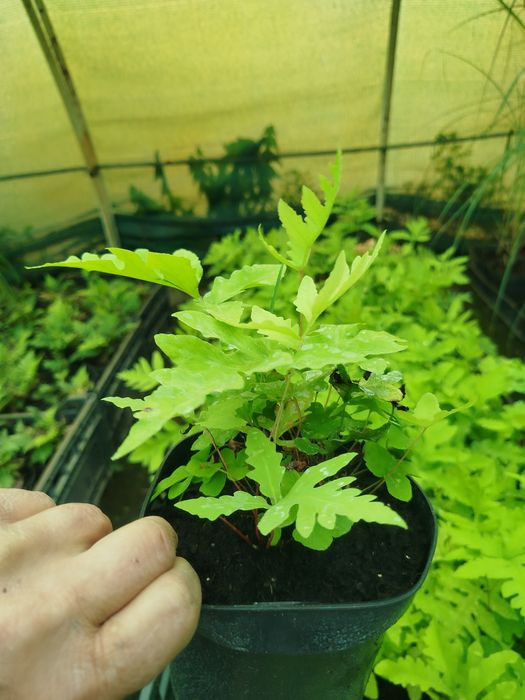 Paprotka ogrodowa – Onoclea sensibilis
