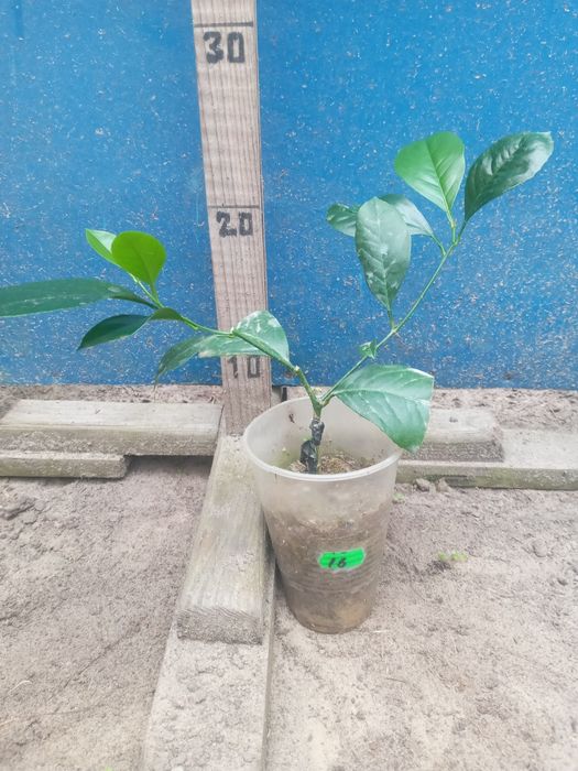 Мандарин-Апельсин- Кумкват- Клементин -Лимон -інше