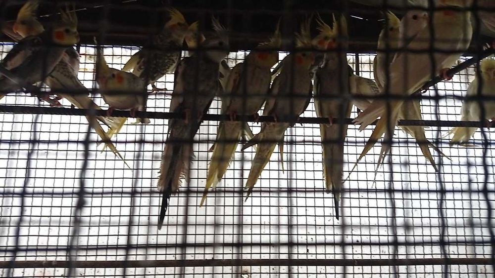 Caturras e periquitos