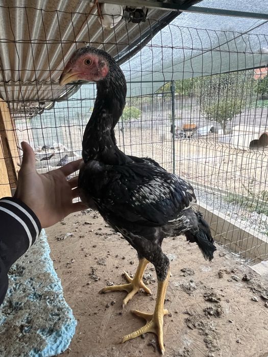Frangos indio gigante