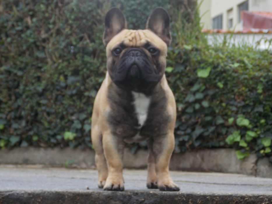 Bulldog francês macho fawn para acasalamento