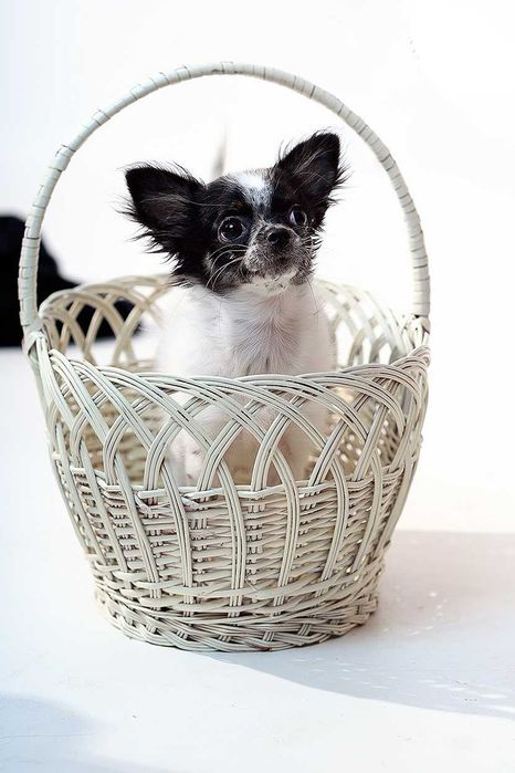 Яркие щенки чихуа - МИНИ И СТАНДАРТ