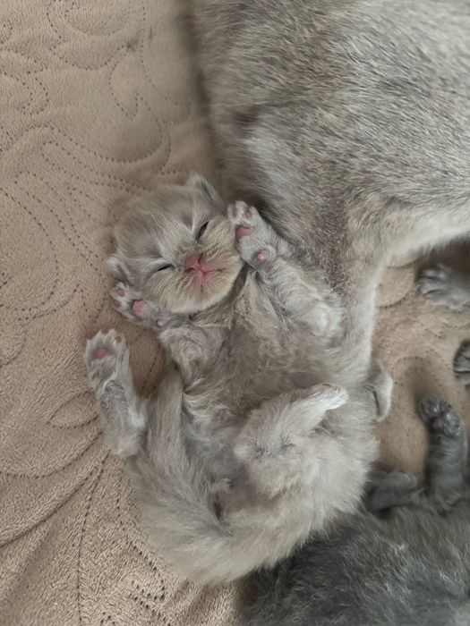 Кошенята шотландські