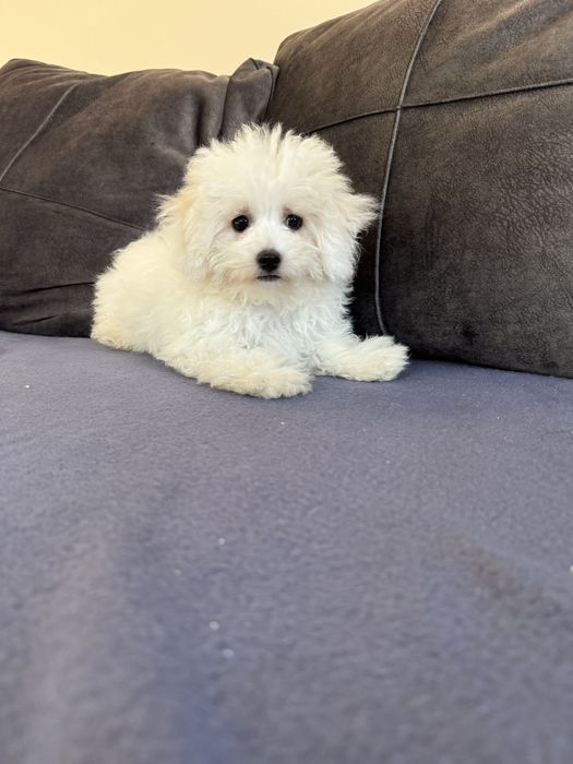 Цуценята бішонів