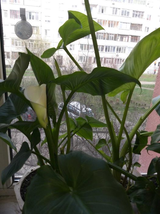 Продам цвіти кали 50грн.