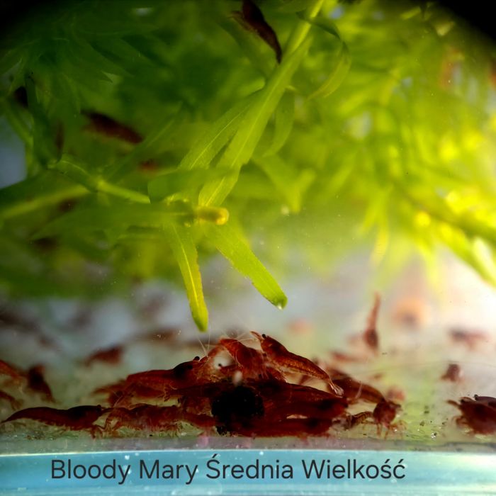 Bloody Mary.    Okazja!!! Likwidacja stada +Gratisy