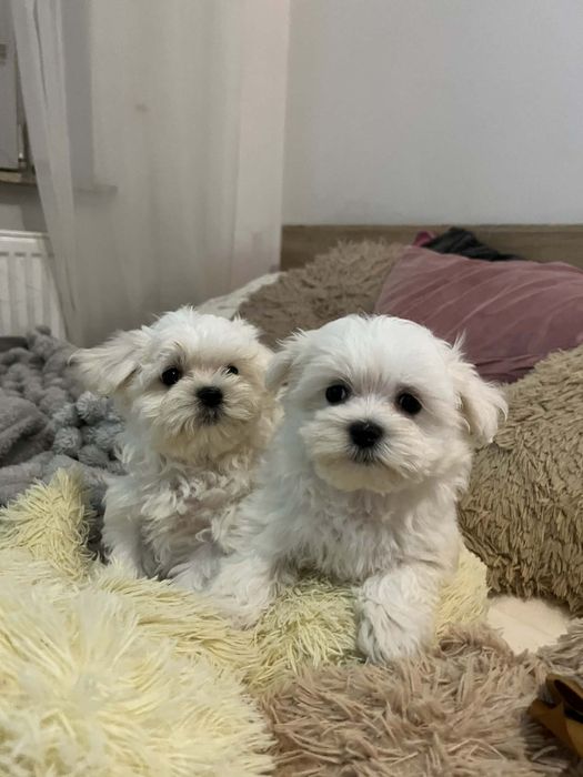 Maltanczyk ,,suczka,,