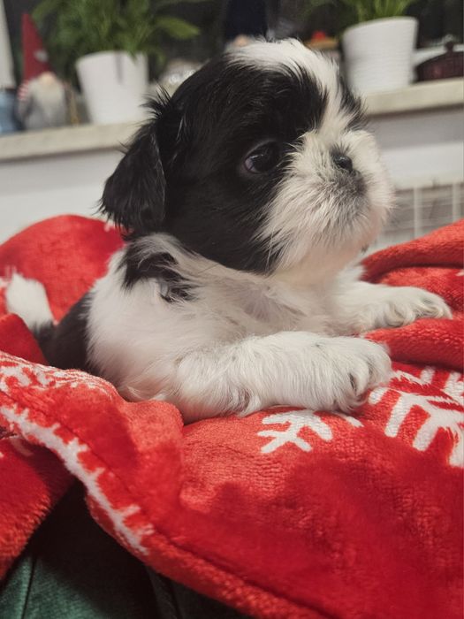 Czarno-biały Shih-Tzu szczeniak FCI