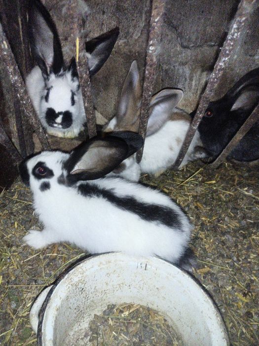 Продам  Кролі...