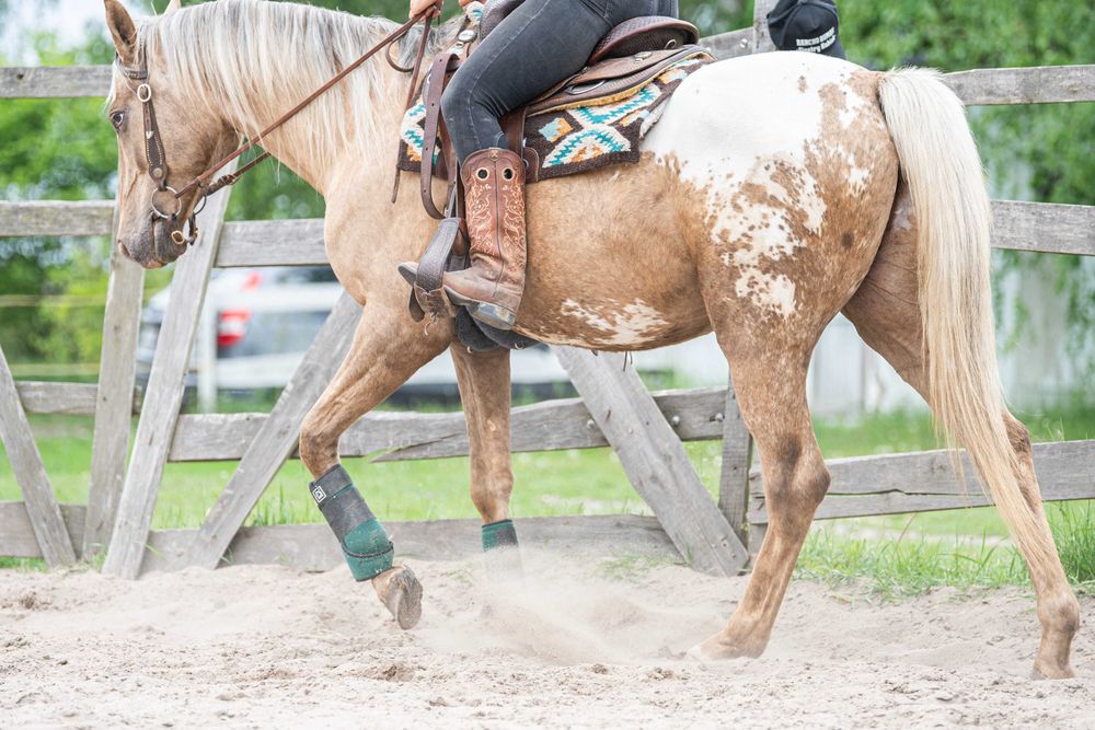 Pięknie umaszczony wałach Appaloosa
