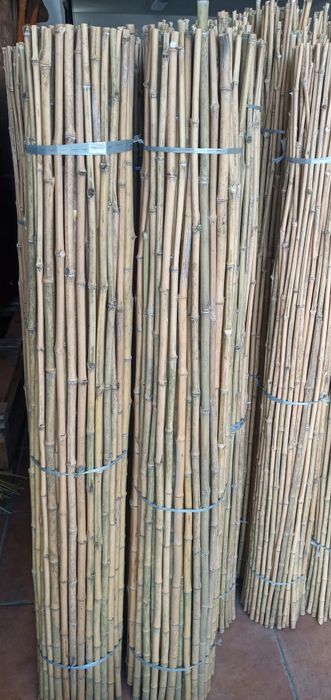 Canas de bambu nacional