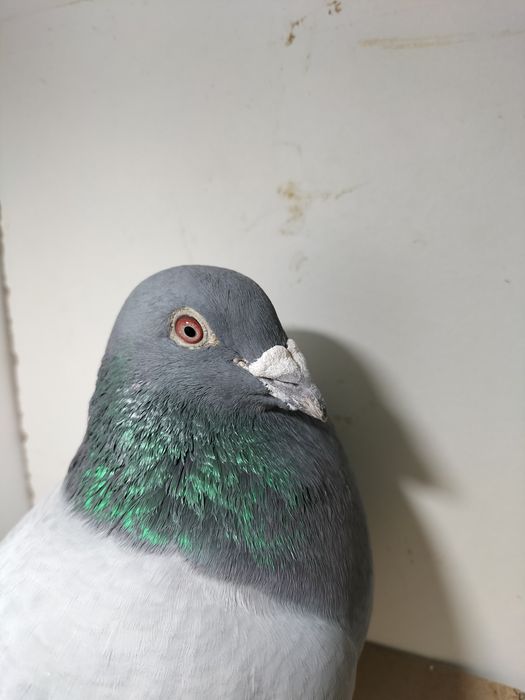 Samiec pocztowy. M Salewski linia Fenomena