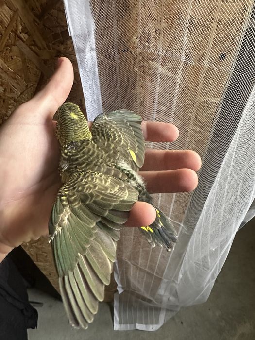 Periquitos varias mutacoes