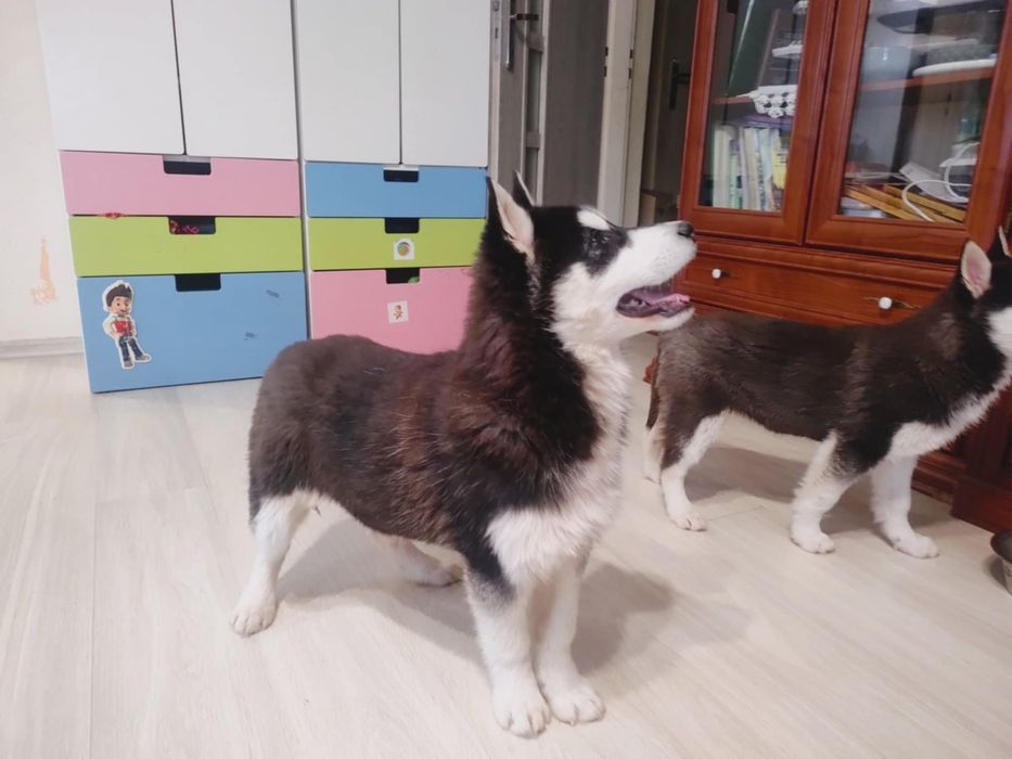 Aktualizacja : ostatnia suczka Alaskan Malamute