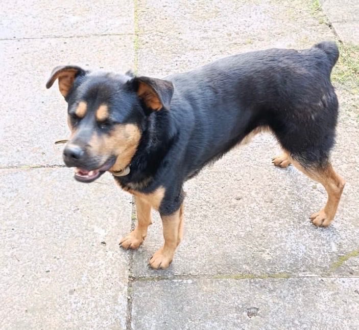 Собачка шукає дім