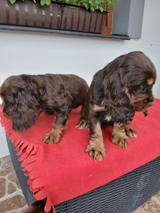 Cocker spaniel angielski