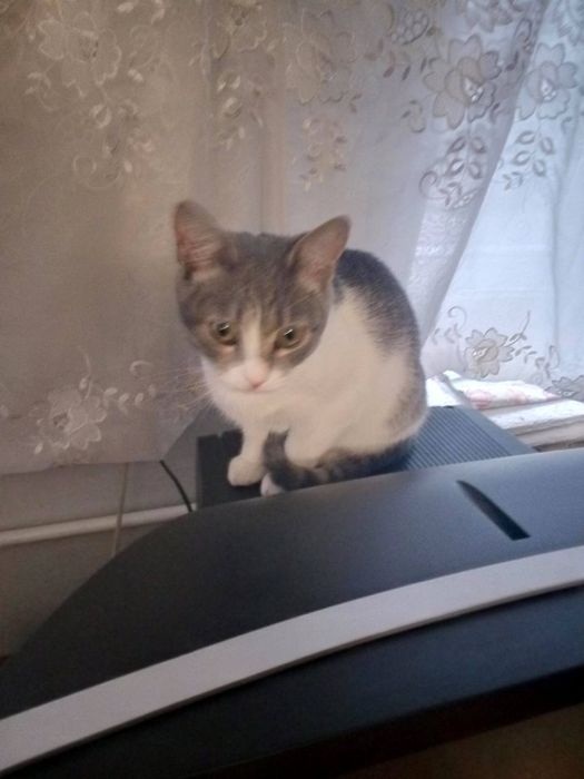 Котики шукають для кого стати новорічним подарунком