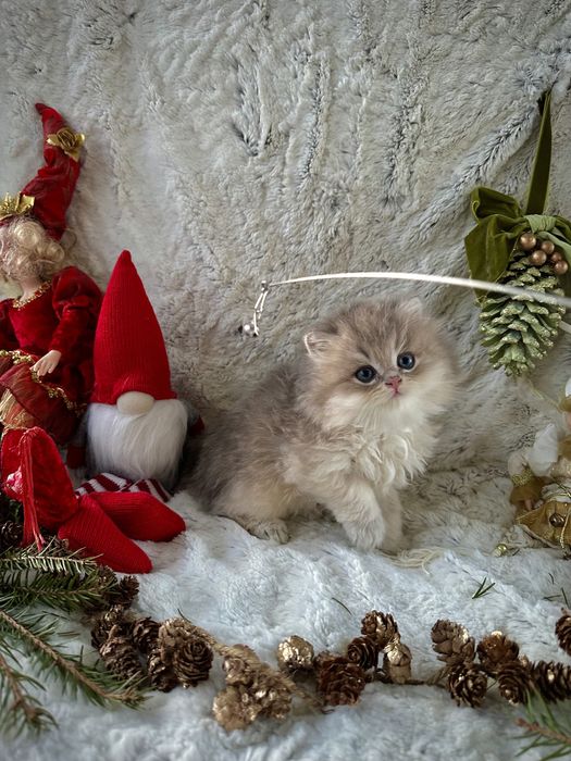 Золота блакитна шиншила кішечка голуба