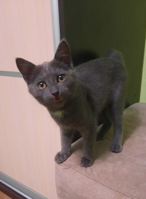 Продам британського котика