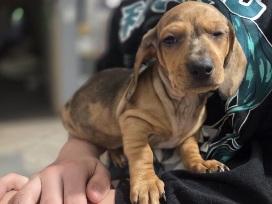 Jamnik krótkowłosy.