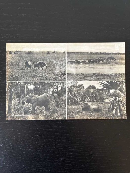 Postal Antigo Colonial - Parque Nacional da Gorongosa (Moçambique) Ed. Beira